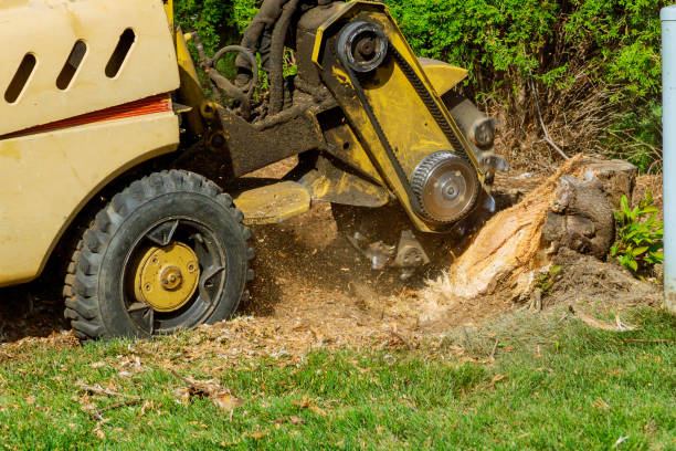 How Our Tree Care Process Works  in  Tuskegee, AL